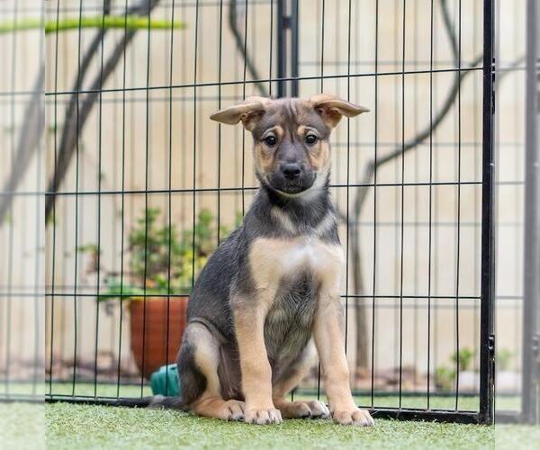 Medium Photo #6 Boxer-Unknown Mix Puppy For Sale in San Diego, CA, USA
