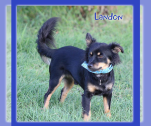 Chihuahua-Spaniel Mix Dogs for adoption in Cranston, RI, USA
