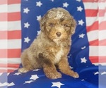 Small Aussiedoodle Miniature -Poodle (Toy) Mix