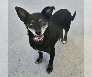Chihuahua Dogs for adoption in Camarillo, CA, USA