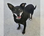 *LAVERNE - Female Chihuahua Dog for Adoption - Small photo