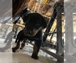 Small Photo #2 Doberman Pinscher Puppy For Sale in MODESTO, CA, USA
