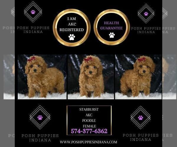 Medium Photo #107 Poodle (Miniature) Puppy For Sale in WARSAW, IN, USA
