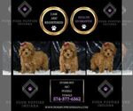 Small Photo #107 Poodle (Miniature) Puppy For Sale in WARSAW, IN, USA
