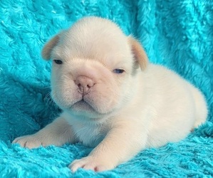 French Bulldog Puppy for Sale in LAS VEGAS, Nevada USA