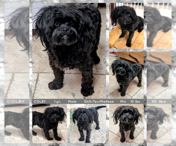 Medium Photo #1 Mal-Shi Puppy For Sale in Mesa, AZ, USA