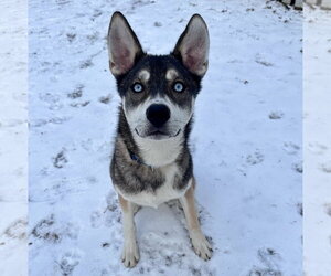 Niles - Male Mutt Dog for Adoption - Photo #7