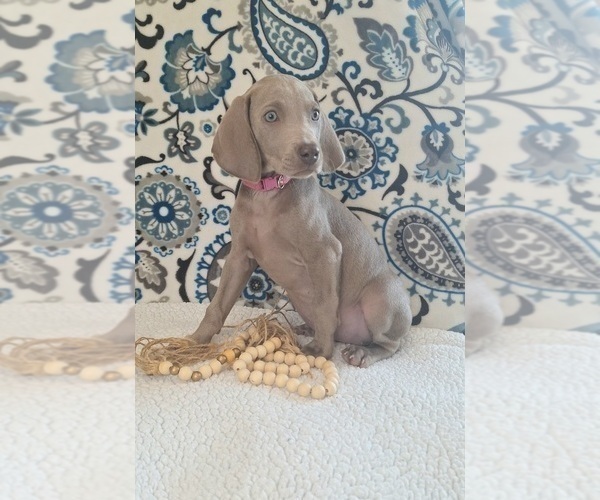 Medium Photo #33 Weimaraner Puppy For Sale in LEWISBURG, KY, USA
