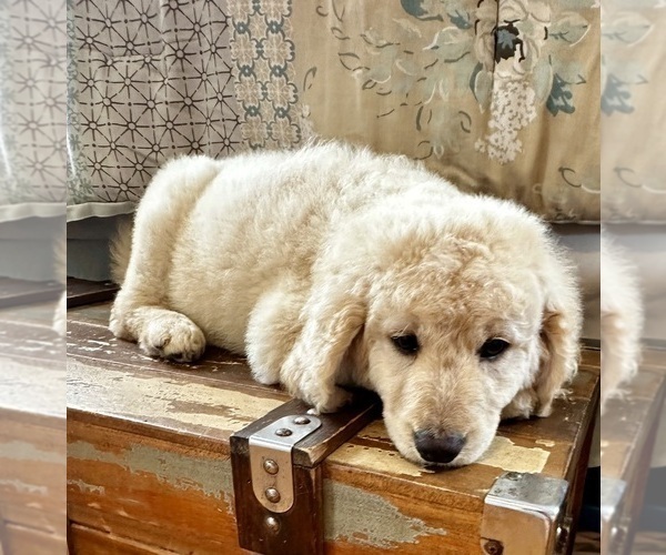 Medium Photo #13 Goldendoodle Puppy For Sale in PENSACOLA, FL, USA
