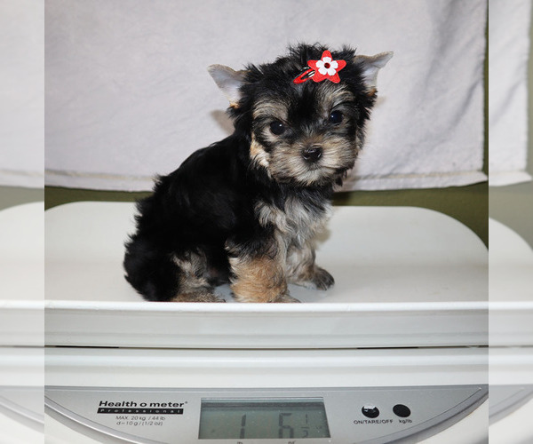Medium Photo #5 Yorkshire Terrier Puppy For Sale in LOS ANGELES, CA, USA