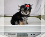 Small #4 Yorkshire Terrier