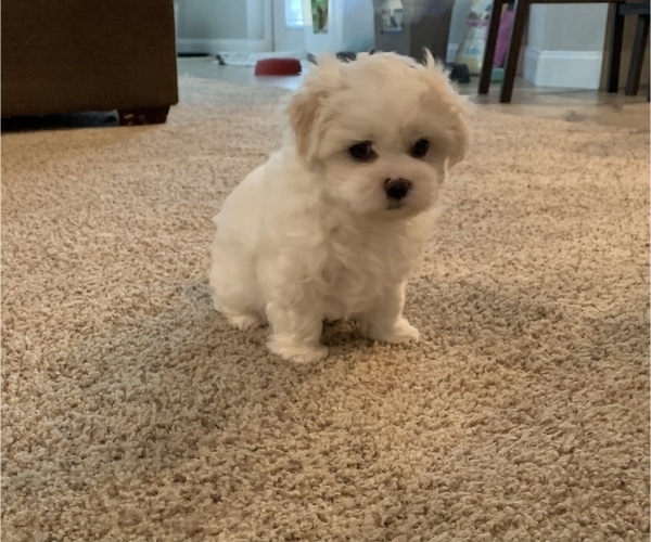 Medium Photo #1 Zuchon Puppy For Sale in OCALA, FL, USA