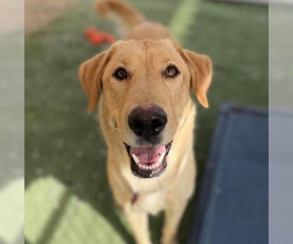Medium Photo #3 Labrador Retriever Puppy For Sale in San Diego, CA, USA