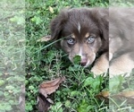 Small Photo #18 Australian Shepherd Puppy For Sale in MORROW, OH, USA