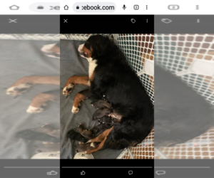 Bernedoodle Puppy for sale in SPARTA, TN, USA