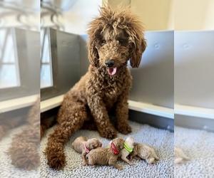 Mother of the Goldendoodle (Miniature) puppies born on 07/30/2025