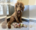 Small Photo #1 Goldendoodle (Miniature) Puppy For Sale in GLENDALE, AZ, USA