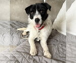 Small #1 Mutt
