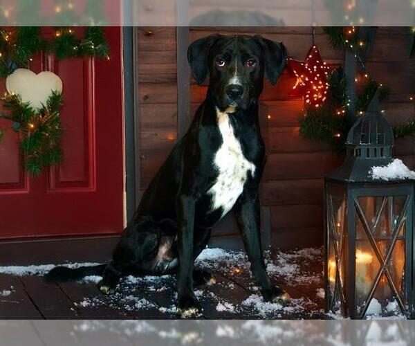 Medium Photo #3 Labrador Retriever-Unknown Mix Puppy For Sale in West Valley, UT, USA