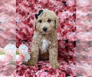 Goldendoodle-Poodle (Miniature) Mix Puppy for sale in OXFORD, PA, USA