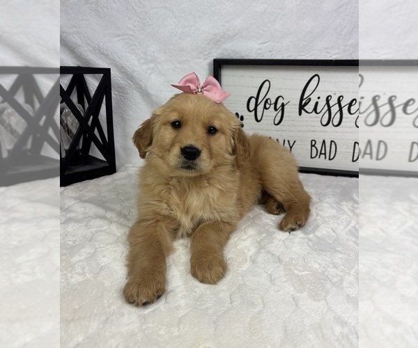 Medium Photo #4 Golden Retriever Puppy For Sale in GREENFIELD, IN, USA