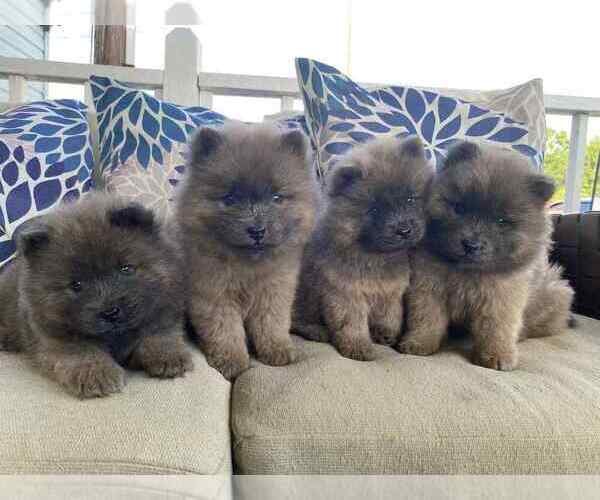 Medium Photo #8 Chow Chow Puppy For Sale in EFFINGHAM, SC, USA