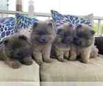 Small #7 Chow Chow