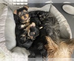 Small Photo #13 Yorkshire Terrier Puppy For Sale in FENTON, MI, USA