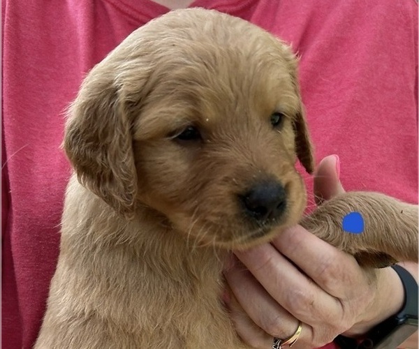 Medium Photo #2 Golden Retriever Puppy For Sale in MCCOMB, MS, USA
