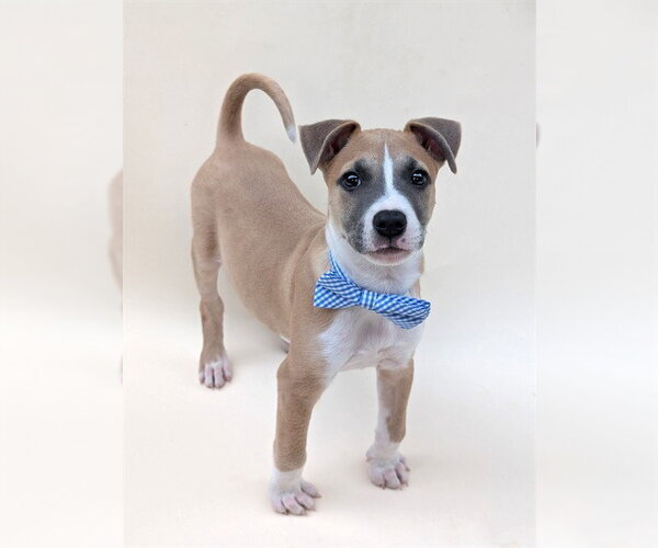 Medium Photo #2 American Pit Bull Terrier-Unknown Mix Puppy For Sale in Conroe, TX, USA