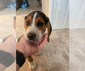 Beagle Litter for sale in NUNDA, NY, USA