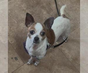 Chihuahua Dogs for adoption in Santa Barbara, CA, USA