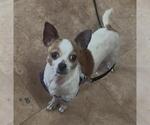 Small Chihuahua