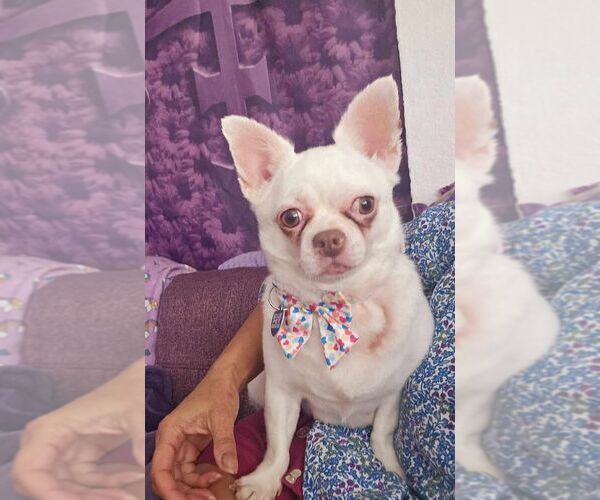 Medium Photo #3 Chihuahua Puppy For Sale in Plantation, FL, USA