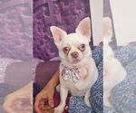 Small #2 Chihuahua
