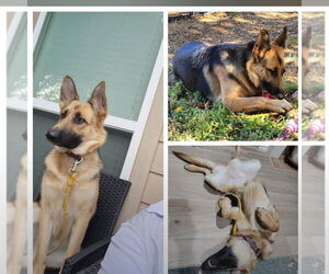 Mia H GDP - Female German Shepherd Dog Dog for Adoption - Photo #2