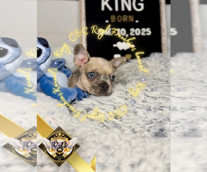 French Bulldog Puppy for sale in ATHENS, GA, USA