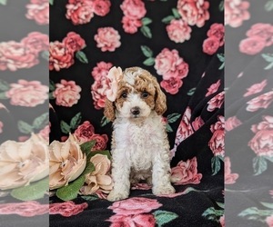 Poodle (Miniature) Puppy for sale in NEW HOLLAND, PA, USA