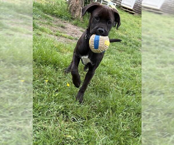 Medium Photo #1  Puppy For Sale in , 