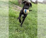 Small Photo #1  Puppy For Sale in , 