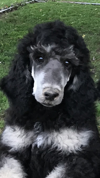 Medium Photo #4 Poodle (Standard) Puppy For Sale in MINERVA, OH, USA