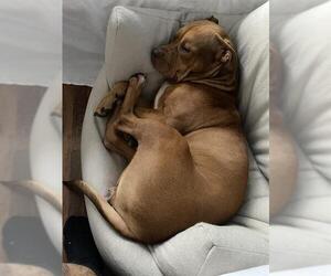 American Staffordshire Terrier-Unknown Mix Dogs for adoption in San Antonio, TX, USA
