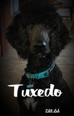 Father of the Poodle (Standard) puppies born on 10/19/2017