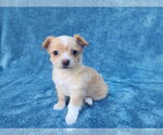 Small #8 Chihuahua Mix