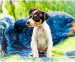 Small #5 Fox Terrier (Smooth)-Fox Terrier (Toy) Mix