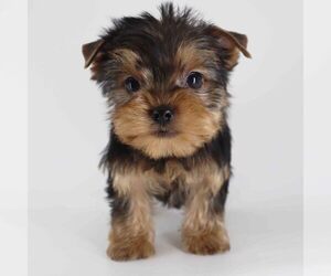 Yorkshire Terrier Puppy for sale in LOS ANGELES, CA, USA