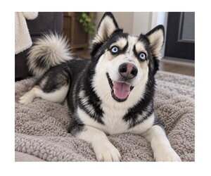 Marshall - Male Siberian Husky-Unknown Mix Dog for Adoption - Photo #5