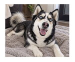 Small Photo #5 Siberian Husky-Unknown Mix Puppy For Sale in Mooresville, NC, USA