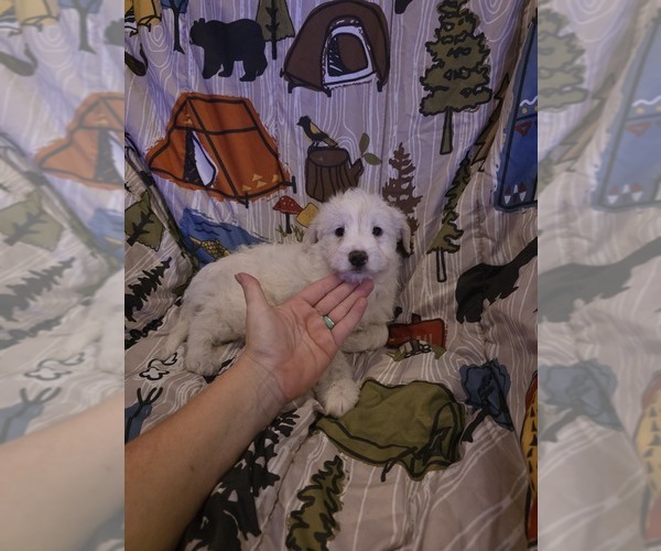 Medium Photo #5 Chizer Puppy For Sale in MONTEZUMA, GA, USA
