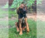 Small #1 Mutt